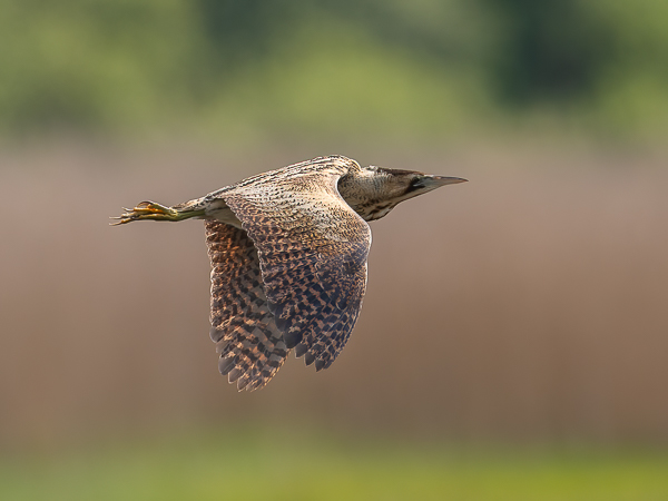Kaulushaikara, Great Bittern, Botaurus stellaris