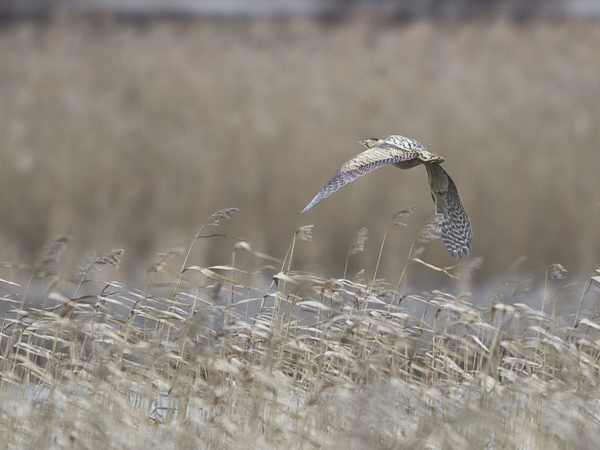 Kaulushaikara, Great Bittern, Botaurus stellaris
