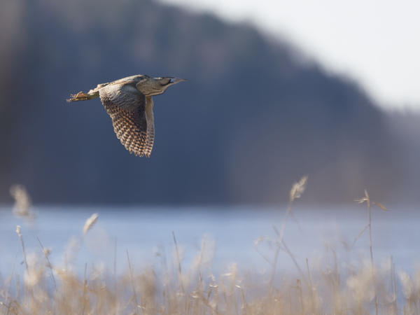 Kaulushaikara, Great Bittern, Botaurus stellaris
