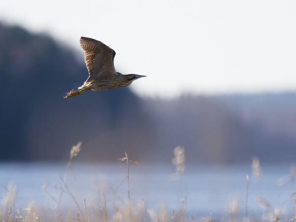 Kaulushaikara, Great Bittern, Botaurus stellaris