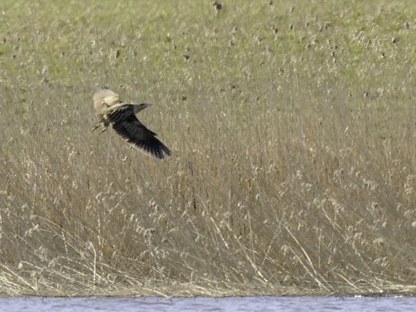 Kaulushaikara, Great Bittern, Botaurus stellaris