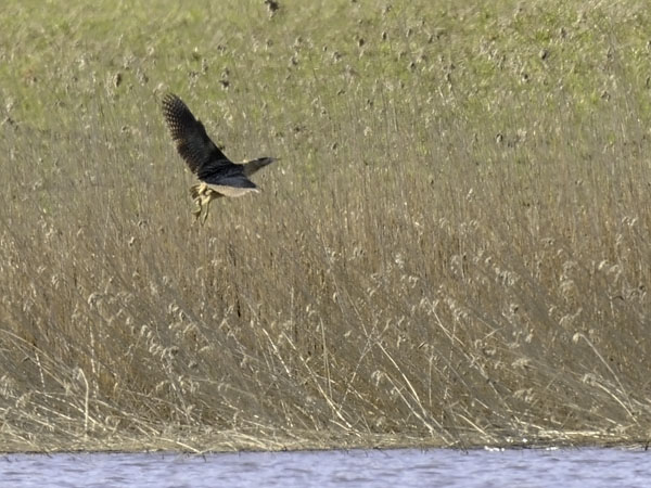 Kaulushaikara, Great Bittern, Botaurus stellaris