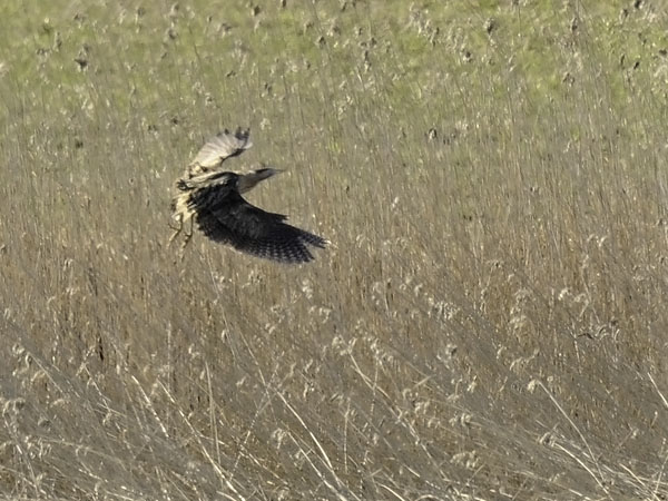 Kaulushaikara, Great Bittern, Botaurus stellaris