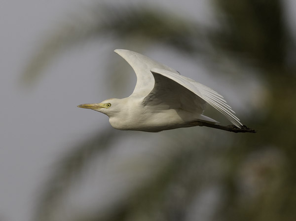 Lehmähaikara, Cattle Egret, Bubulcus ibis