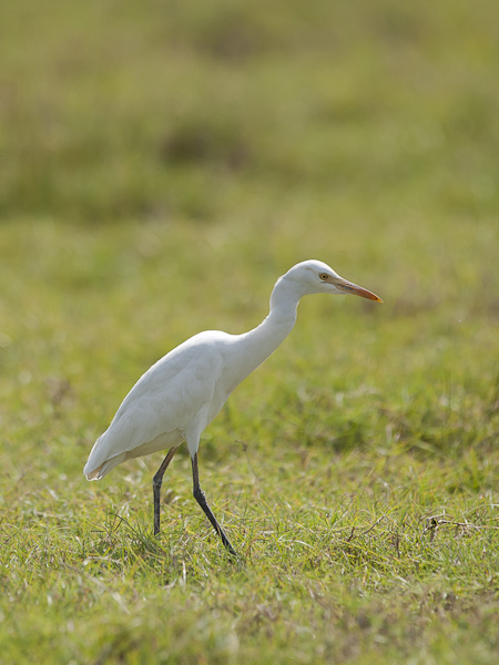 Lehmähaikara, Cattle Egret, Bubulcus ibis