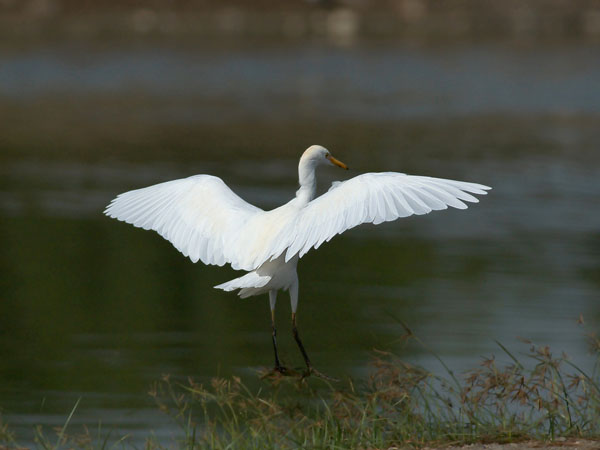 Lehmähaikara, Cattle Egret, Bubulcus ibis