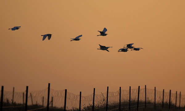 Lehmähaikara, Cattle Egret, Bubulcus ibis