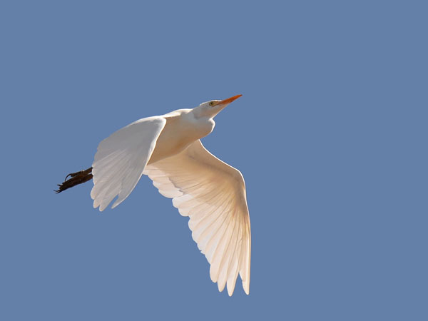 Lehmähaikara, Cattle Egret, Bubulcus ibis
