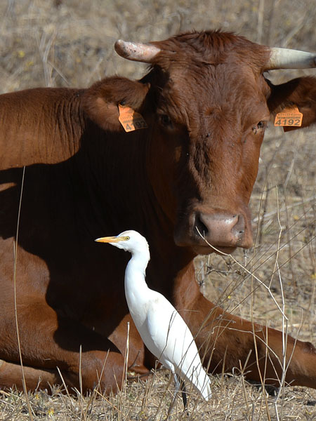Lehmähaikara, Cattle Egret, Bubulcus ibis