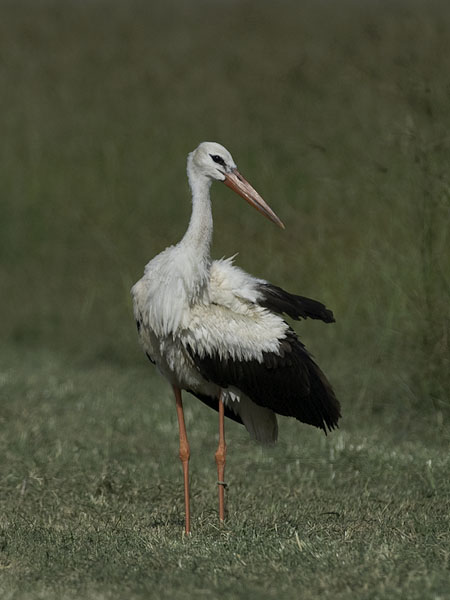 Kattohaikara, White Stork, Ciconia ciconia