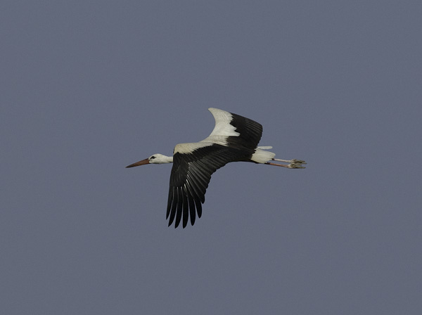 Kattohaikara, White Stork, Ciconia ciconia