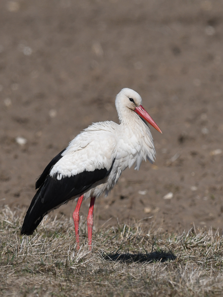 Kattohaikara, White Stork, Ciconia ciconia