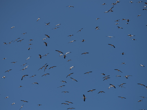 Kattohaikara, White Stork, Ciconia ciconia