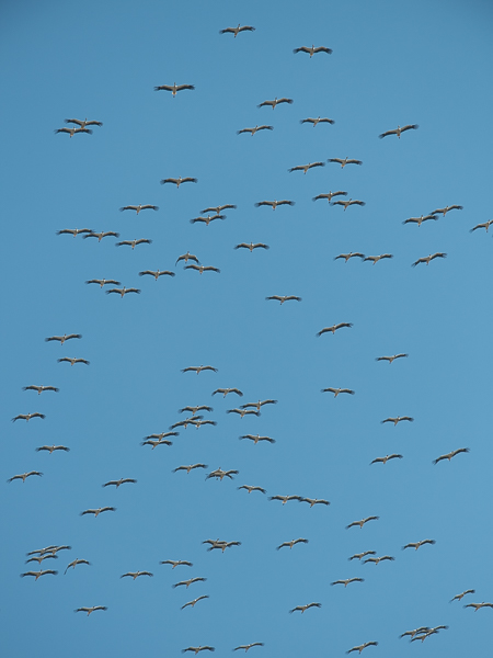 Kattohaikara, White Stork, Ciconia ciconia