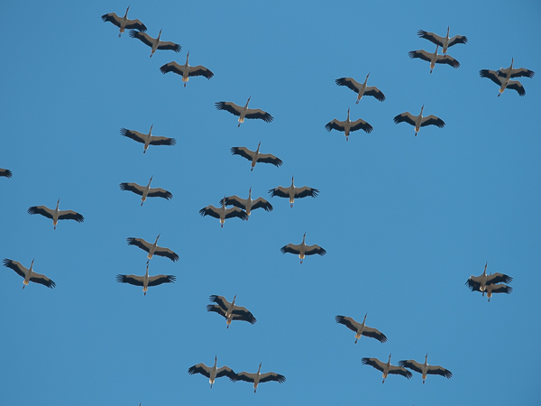 Kattohaikara, White Stork, Ciconia ciconia