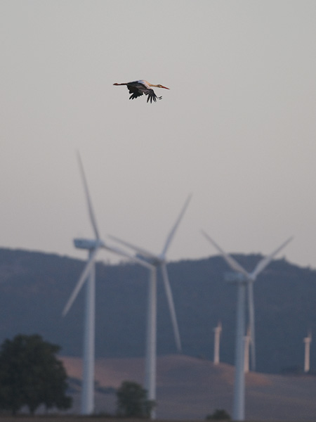 Kattohaikara, White Stork, Ciconia ciconia