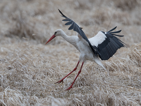 Kattohaikara, White Stork, Ciconia ciconia