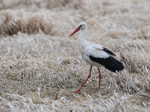 Kattohaikara, White Stork, Ciconia ciconia