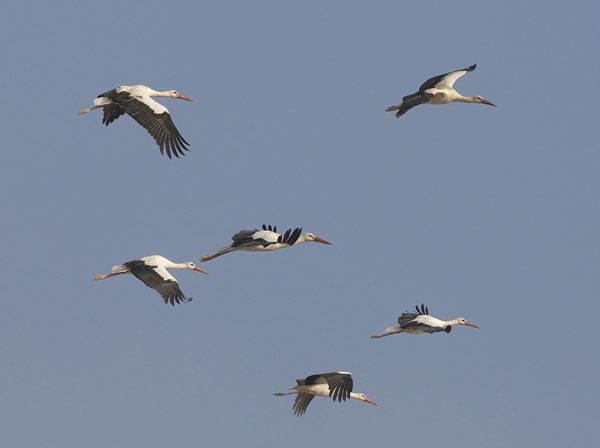 Kattohaikara, White Stork, Ciconia ciconia