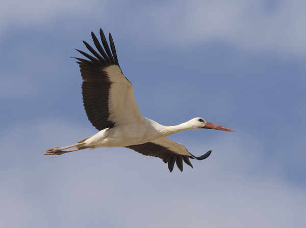 Kattohaikara, White Stork, Ciconia ciconia