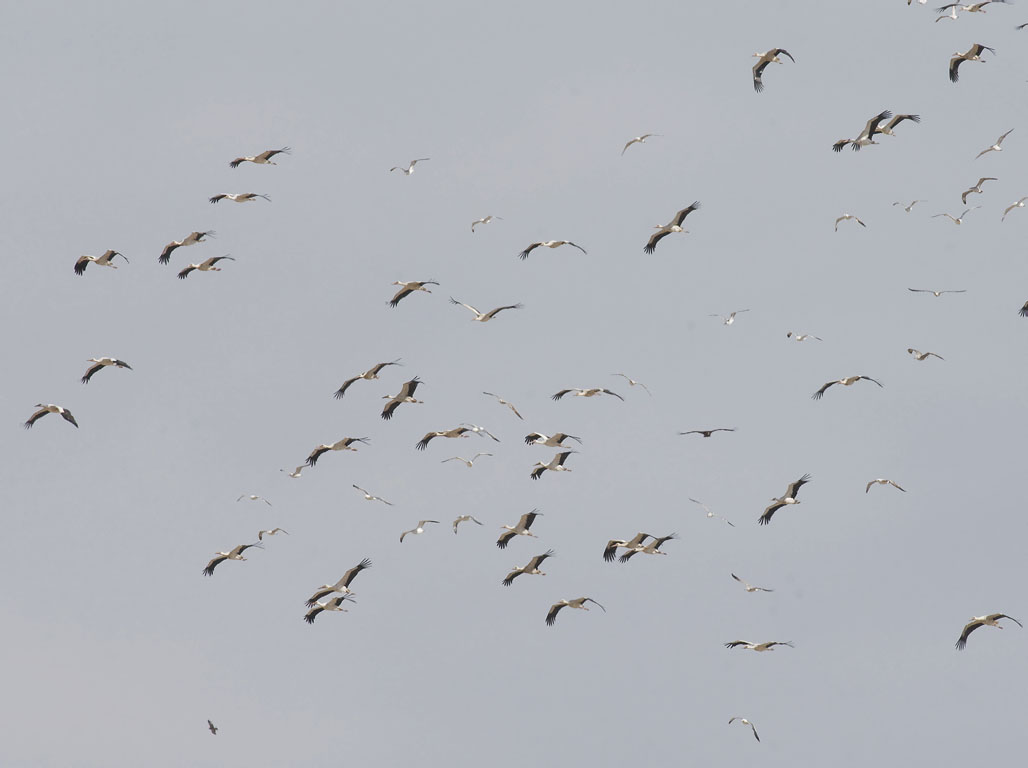 Kattohaikara, White Stork, Ciconia ciconia