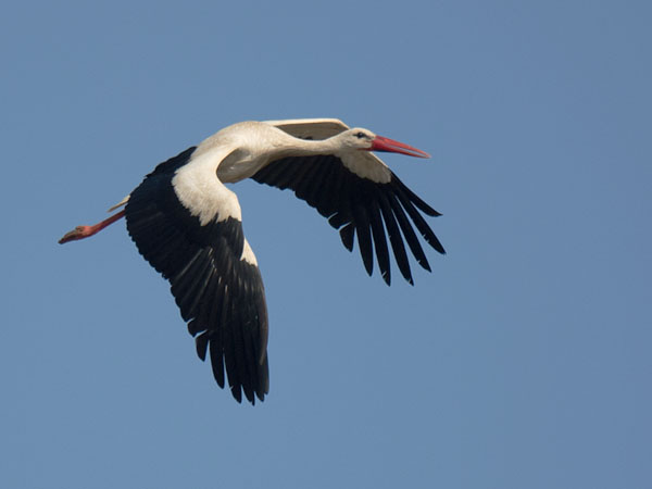 Kattohaikara, White Stork, Ciconia ciconia
