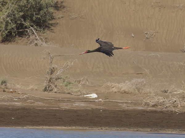 Mustahaikara, Black Stork, Ciconia nigra 