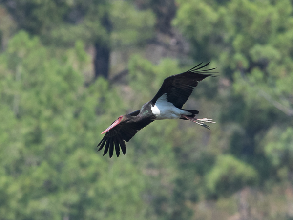 Mustahaikara, Black Stork, Ciconia nigra 