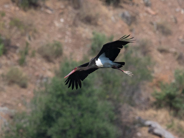 Mustahaikara, Black Stork, Ciconia nigra 