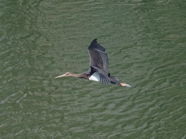Mustahaikara, Black Stork, Ciconia nigra 