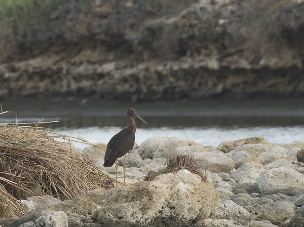 Mustahaikara, Black Stork, Ciconia nigra 