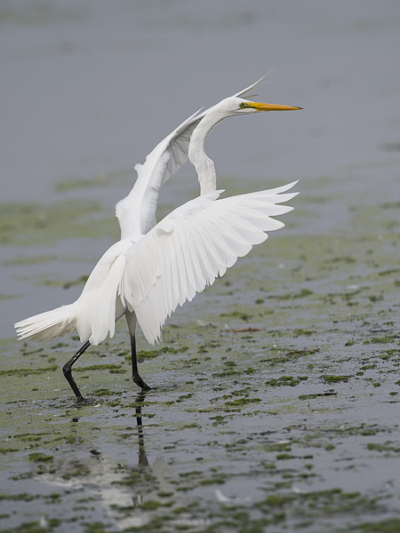 Jalohaikara, Great Egret, Egretta alba
