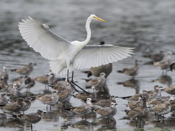 Jalohaikara, Great Egret, Egretta alba