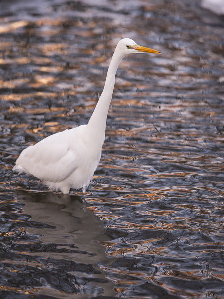 Jalohaikara, Great Egret, Egretta alba