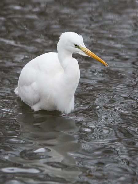 Jalohaikara, Great Egret, Egretta alba
