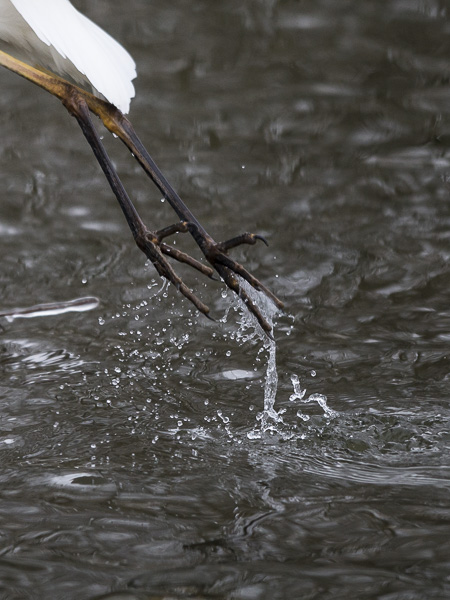 Jalohaikara, Great Egret, Egretta alba