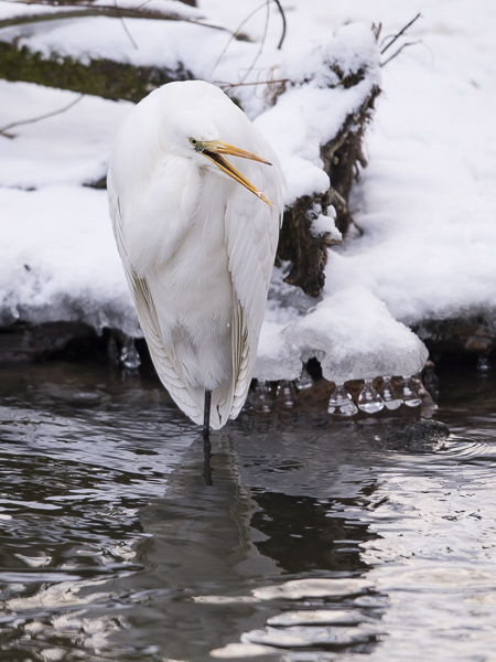 Jalohaikara, Great Egret, Egretta alba