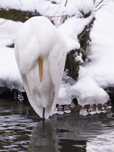 Jalohaikara, Great Egret, Egretta alba