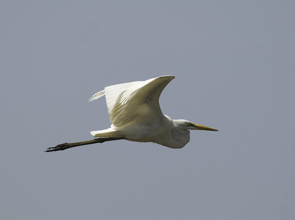 Jalohaikara, Great Egret, Egretta alba