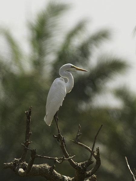 Jalohaikara, Great Egret, Egretta alba
