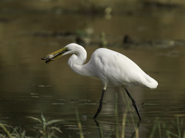 Jalohaikara, Great Egret, Egretta alba