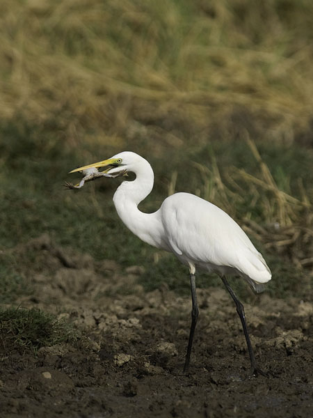 Jalohaikara, Great Egret, Egretta alba