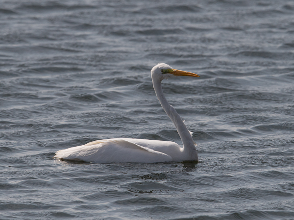 Jalohaikara, Great Egret, Egretta alba