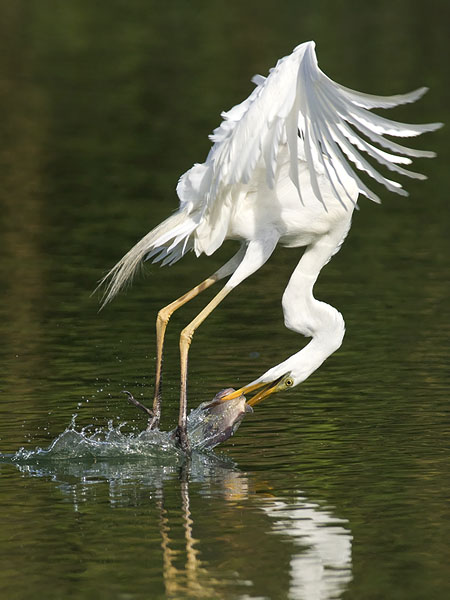 Jalohaikara, Great Egret, Egretta alba