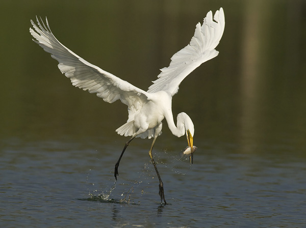 Jalohaikara, Great Egret, Egretta alba