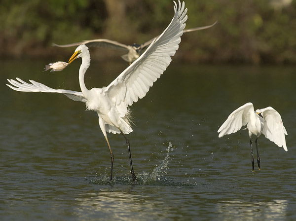 Jalohaikara, Great Egret, Egretta alba