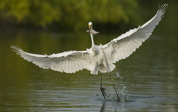 Jalohaikara, Great Egret, Egretta alba