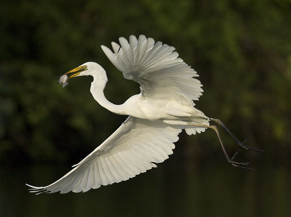 Jalohaikara, Great Egret, Egretta alba