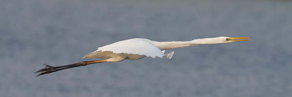 Jalohaikara, Great Egret, Egretta alba