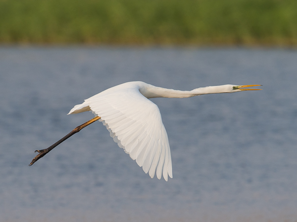 Jalohaikara, Great Egret, Egretta alba